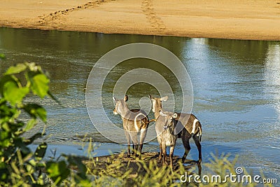 Group of waterbucks in the riverbank in Kruger Park, South Africa Stock Photo