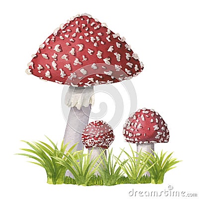 A group of watercolor vector redcap fly agarics on green grass. Hand-drawn poisonous mushrooms with dots on red cap and Vector Illustration