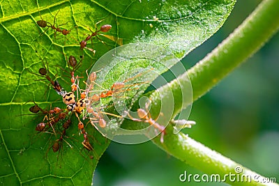 Group of Weaver ants attacks bugs in a leaf, and drag and pull from all around, great teamwork and effort Stock Photo