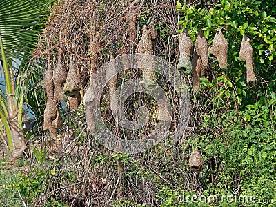 Group of weaver bird nest made by dry grass or straw on tree in outdoor farm Stock Photo