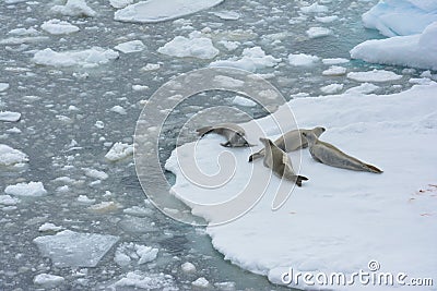 Seals sleeping on an ice floe, Antarctica Stock Photo