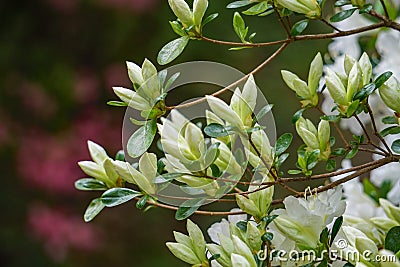 Group of White Azalea Wildflower Buds Stock Photo