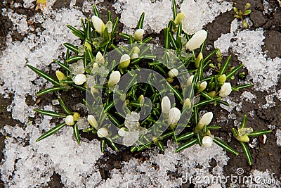 A group of white crocuses sprouts from the snow in the early spring top view Stock Photo