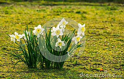 Group of white daffodils in bloom, popular dutch flowers for the garden Stock Photo