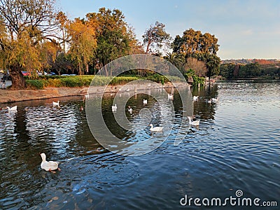 A group of white ducks swimming in a lake Stock Photo