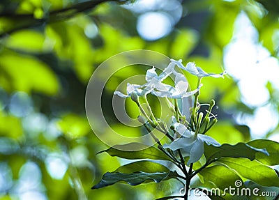 GROUP OF WHITE FLOWERS Stock Photo