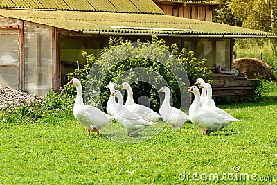 Group of white geese,farm birds walking on the lawn, nibbling grass, goose fodder Stock Photo