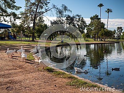 Group of white geese standing on the shore of the artificial reflective lake under the sunlight Stock Photo