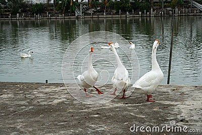 The group of white goose standing on edge of the pond and some swimming in the pond Stock Photo