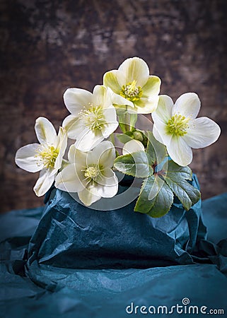 group of white hellebore flowers Stock Photo
