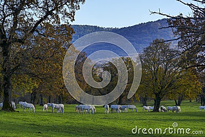 Group of white horses autumn sunny day Stock Photo