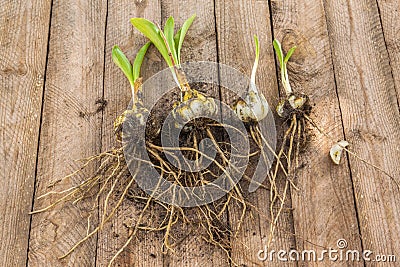 Group of white lily bulbs or Lilium candidum Stock Photo