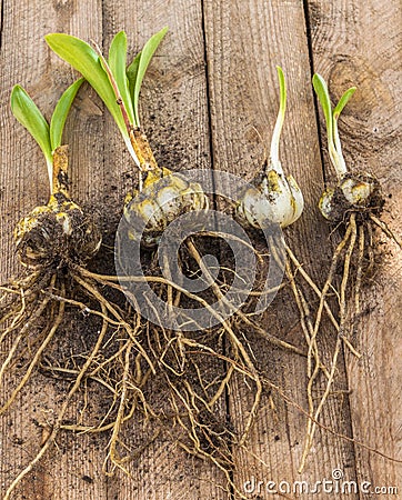 Group of white lily bulbs or Lilium candidum Stock Photo