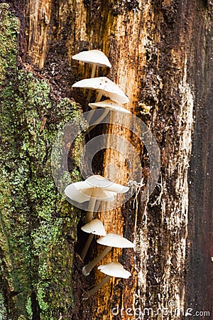 Group of white mushrooms growing on a tree trunck Stock Photo