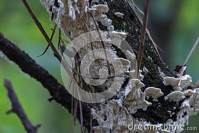 Group white mushrooms full on mossy trunk of tree close up. Stock Photo