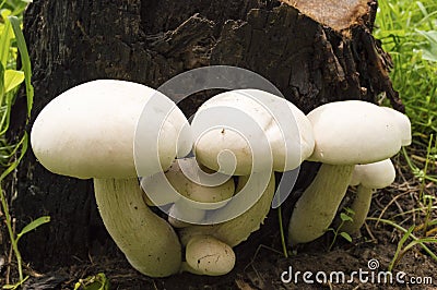 A group of white mushrooms growing Editorial Stock Photo