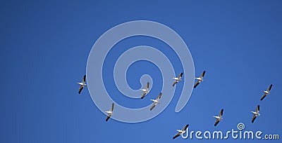 A group of White Pelicans migrating through the Mississippi River Valley Stock Photo