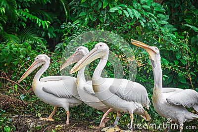 Group of white pelicans waiting to be fed in Singapore zoo Stock Photo