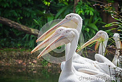 Group of white pelicans waiting to be fed in Singapore zoo Stock Photo
