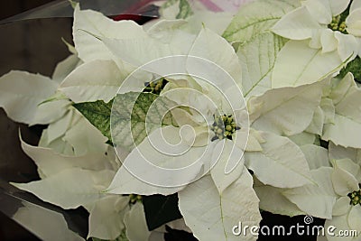 Group of white poinsettia Stock Photo