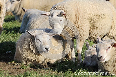White sheep in the meadow closeup in springtime in holland Stock Photo