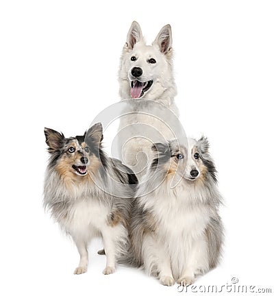 Group of a White Shepherd Dog and two shelties Stock Photo