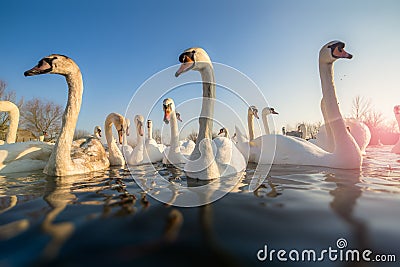 Group of white swans Stock Photo