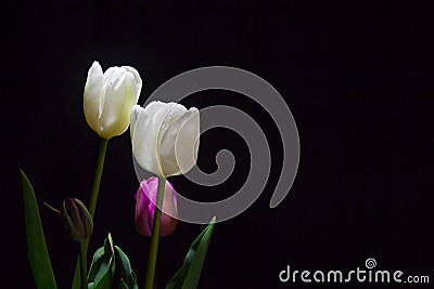 Group of White Tulips under a dim light on black background Stock Photo