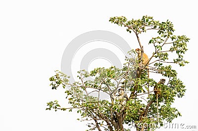 Group of wild Campbell`s mona monkeys sitting in tree top isolated against white, Senegal, Africa Stock Photo