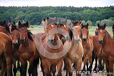 Group of wild free running brown horses on a meadow, standing side by side looking in front of the camera. Stock Photo