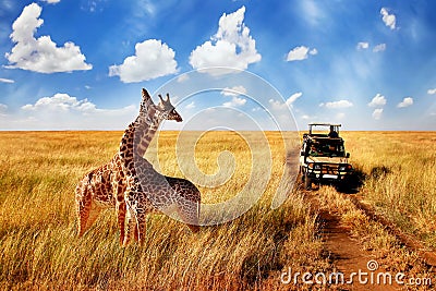 Group of wild giraffes in african savannah against blue sky with clouds near the road. Tanzania. Stock Photo