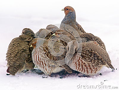 Group of wild grey partridges Stock Photo