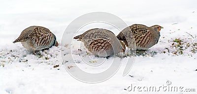 Group of wild grey partridges Stock Photo