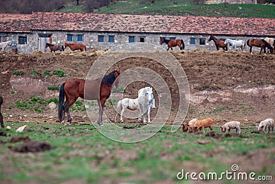 Group of wild horses in landscepe Stock Photo