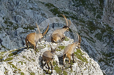 Group of wild ibex in Julian Alps in Slovenia Stock Photo