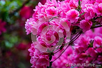 Group Wild Mountain Pink Azalea Stock Photo