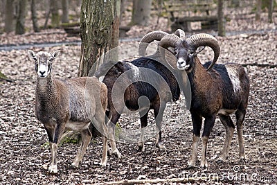 Group of Wild Sheep Stock Photo