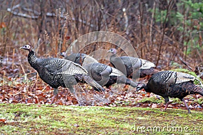 Wild Turkeys Heading Wooded Area Stock Photo