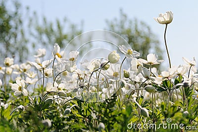 Group of wild white anemones in meadow against blue sky Stock Photo