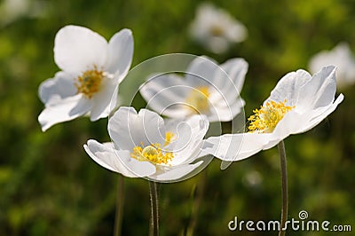 Group of wild white anemones in meadow Stock Photo