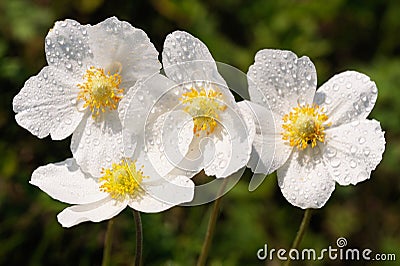 Group of wild white anemones in meadow Stock Photo