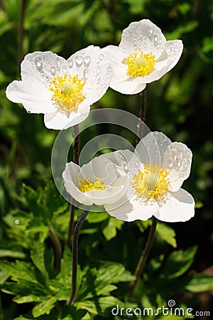 Group of wild white anemones in meadow Stock Photo