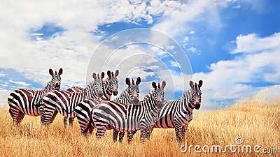 Group of wild zebras in the African savanna against the beautiful blue sky with white clouds. Wildlife of Africa. Tanzania. Stock Photo