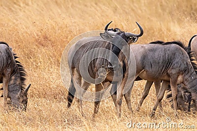 Group of wildebeests in the savannah of Mikumi Stock Photo
