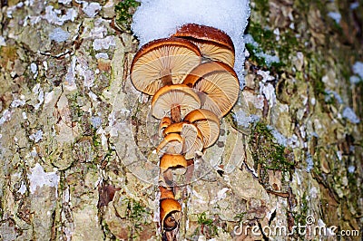 Winter mushrooms Flammulina velutipes, edible mushrooms Stock Photo