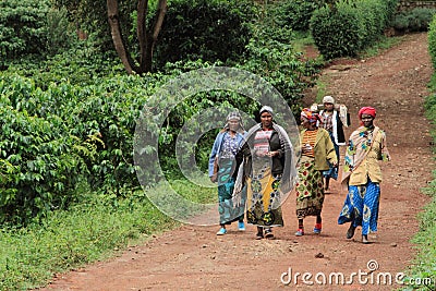 group of women working in coffee plantation Editorial Stock Photo