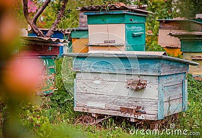 Group of wooden beehives in the garden Stock Photo