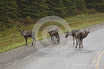 Group of Woodland Caribou along the Alaska Highway Stock Photo