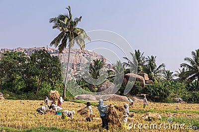 Group of workers manually bundles straw, Hunumanahalli, Karnataka, India Editorial Stock Photo