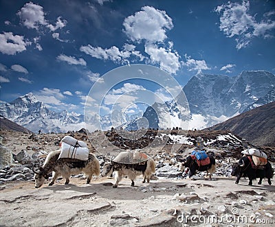 Group of Yaks carrying goods in the Himalayan Mountains Stock Photo